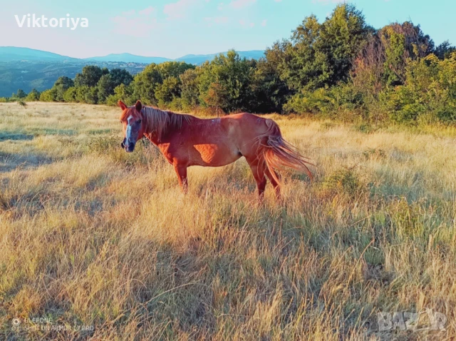 Селскостопански животни, кончета, снимка 5 - Коне - 50977814