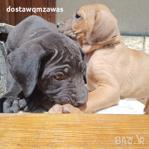 Продавам кученца Кане корсо