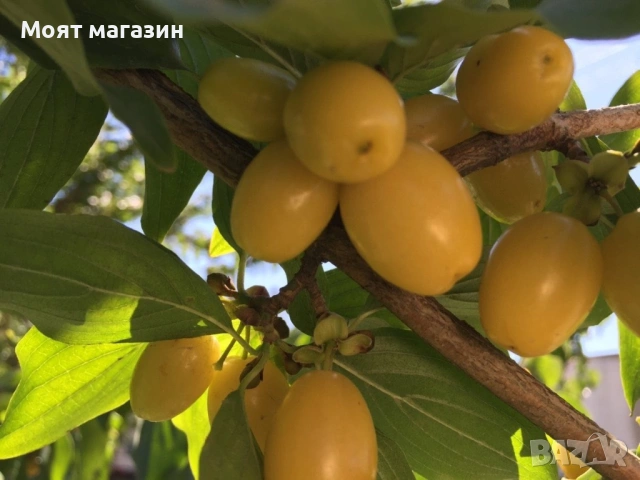 Жълт Дрян, снимка 2 - Градински цветя и растения - 53630568