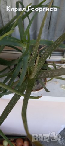 Продавам Алое Арбосценс и Алое Барбаденсис , снимка 1