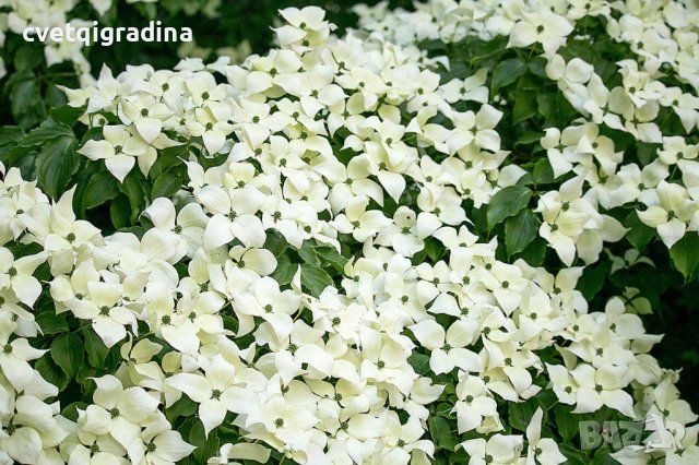 Cornus kousa Chinensis (Китайски дрян), снимка 2 - Градински цветя и растения - 41207263