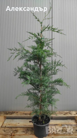 Лейландски Кипарис 