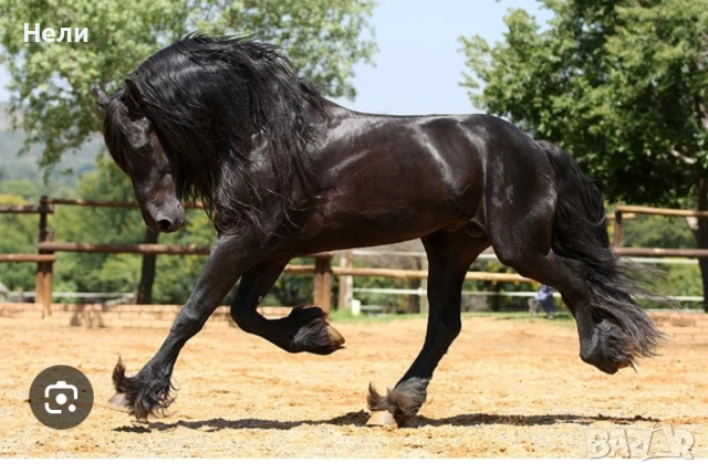 Търся да купя дунавска кобила или фрезийка