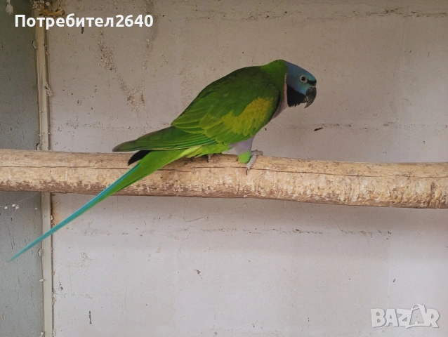 Китайски александър(Psittacula derbiana), снимка 2 - Папагали - 53393774