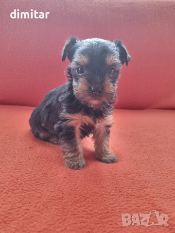 Йоркшир териер момче. , снимка 2 - Йоркширски териер - 53138683