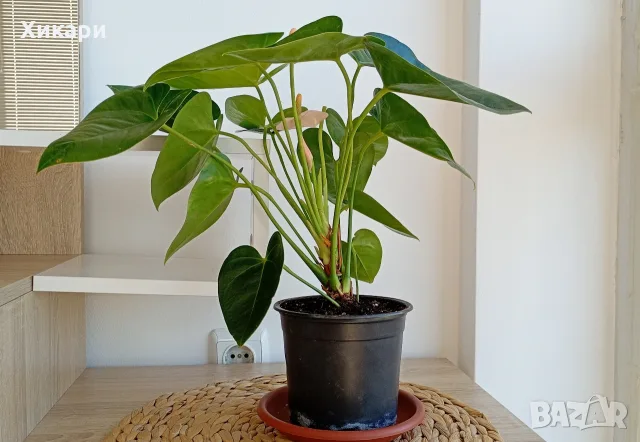 Антуриум с цвят /Anthurium/