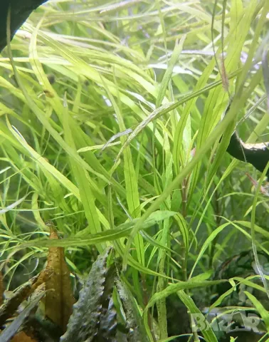 Растения и мъх за аквариум , снимка 4 - Аквариуми - 50336020