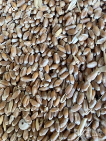 Пшеница ечемик овес зърно, снимка 1