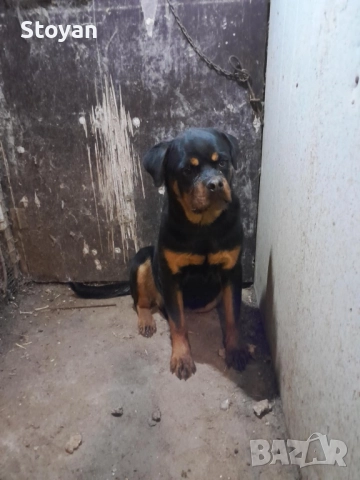 Продавам женски ротвайлер , снимка 2 - Ротвайлер - 52539395