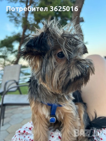 Мъжко Йорки за оплождане, снимка 5 - Йоркширски териер - 53306320
