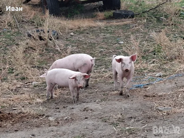 Продавам малки прасенца