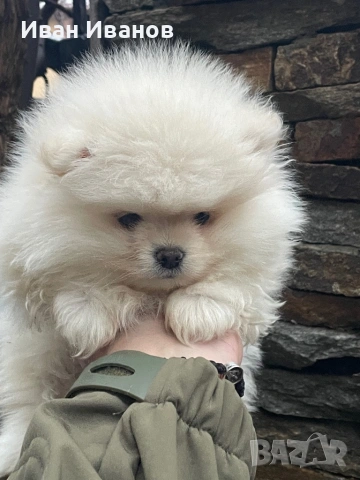 Померанче Женско , снимка 2 - Померан - 53356231
