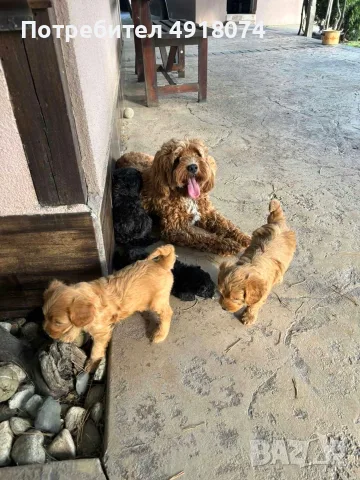 Кавапу & Cavapoo, снимка 5 - Други - 56288962