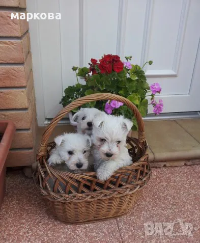 Уест териер-уестхайлендуаит териер/ женско/-10 месеца, снимка 3 - Други - 48847349