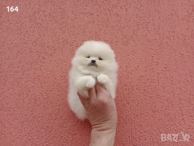 Различни възрасти! Богат избор на мини Померани. Реални снимки !!! , снимка 10 - Померан - 53772615