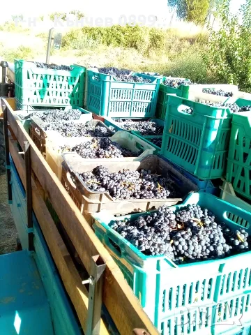 продавам грозде мерло и Каберне , снимка 12 - Домашни продукти - 56088041