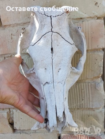 Стар череп от животно за декорация - 1, снимка 2 - Други - 42322146