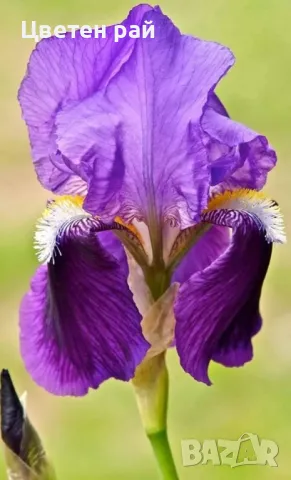 Ризоми на ириси, снимка 13 - Градински цветя и растения - 48481657