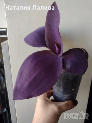Традесканция, tradescantia Biltmore bimbo/Kartuz Giant