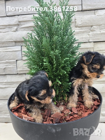 мини йоркширски териер, снимка 7 - Йоркширски териер - 53720124