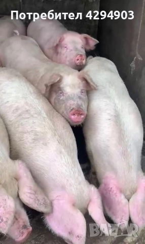 Продавам прасета бяла българка