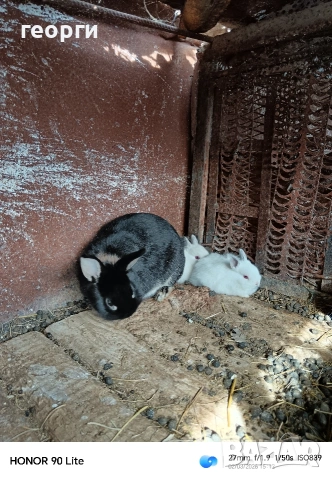 Холандски джуджета , снимка 3 - Декоративни зайчета - 53692426