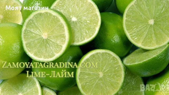 Цитрусови растения – Лимон , Портокал , Мандарина, Грейфрут ,Кумкуат , Лайм , Див лимон и Каламондин, снимка 7 - Градински цветя и растения - 53632778