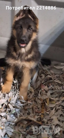 Немски овчарки , снимка 2 - Немска овчарка - 40188254