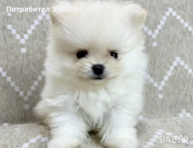 Померан мини , снимка 5 - Померан - 53627090