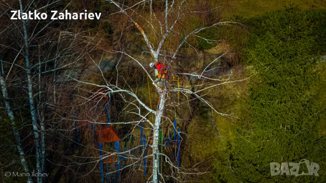 Рязане,оформяне,укрепване на опасни дървета , снимка 2 - Други услуги - 39864280
