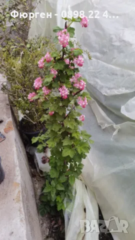 Касис кинг едуард, снимка 4 - Разсади - 49967884