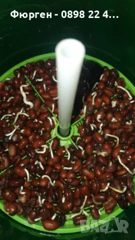 Палма Трахикарпус Студоустойчивост до -18, снимка 3 - Разсади - 46859011