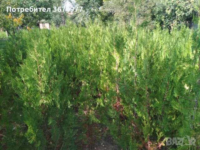 Продавам фиданки- Източна туя -височина - 1,00м.