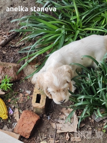 Продават се , снимка 3 - Кокер шпаньол - 49042795