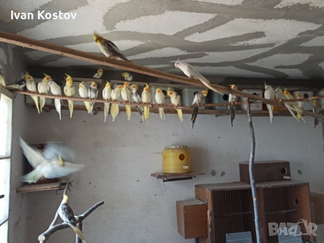 Продавам папагали Корели, снимка 4 - Папагали - 36359344