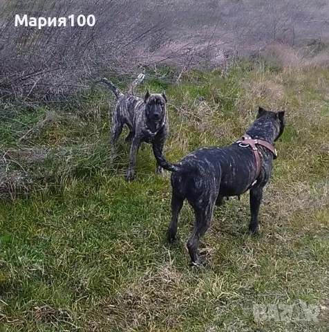 Бриса Канарио Press Canario , снимка 4 - Други - 53171352