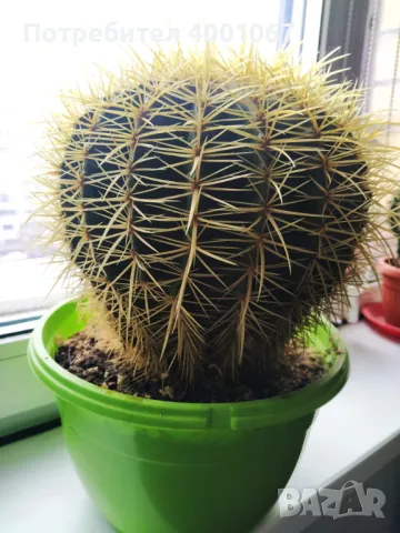 кактус, снимка 1