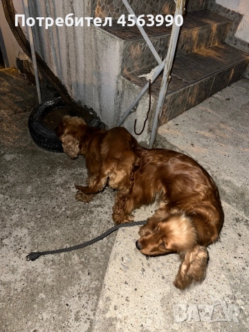 2 mijki otlicni kokerceta, снимка 6 - Кокер шпаньол - 52513703