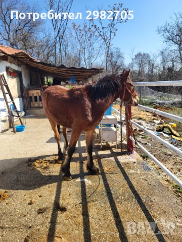 Продавам Мъжки кончета , снимка 8 - Коне - 53844953