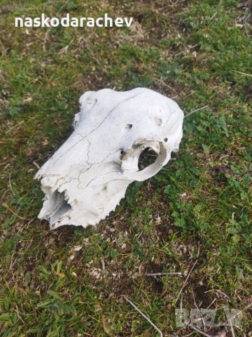 Череп, черепи за декорация, снимка 9 - Декорация за дома - 39432640