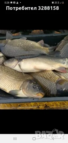 Шаран продавам , снимка 3 - Други животни - 48147927