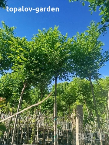 Кълбовидна акация. Robinia Pseudoacacia Umbraculifera, снимка 4 - Градински цветя и растения - 25292987