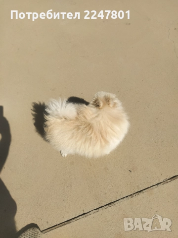 Померан , снимка 7 - Померан - 51823060