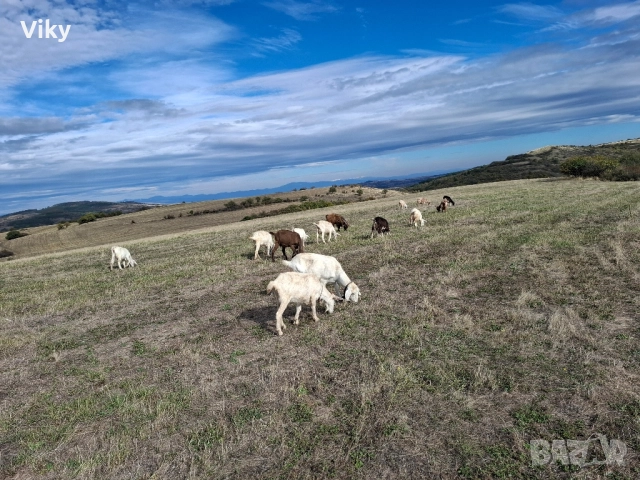 ярета на свободна паша, снимка 2 - Кози - 51962195