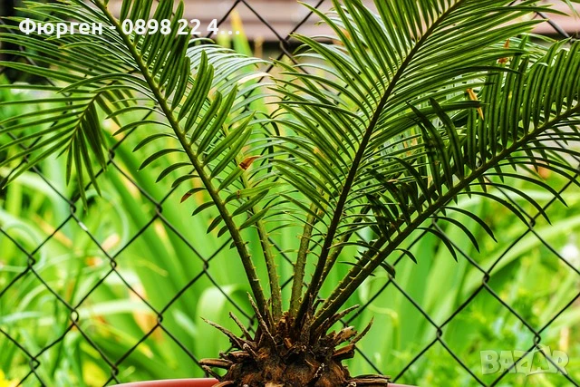 ЦИКАС, снимка 2 - Разсади - 48406399