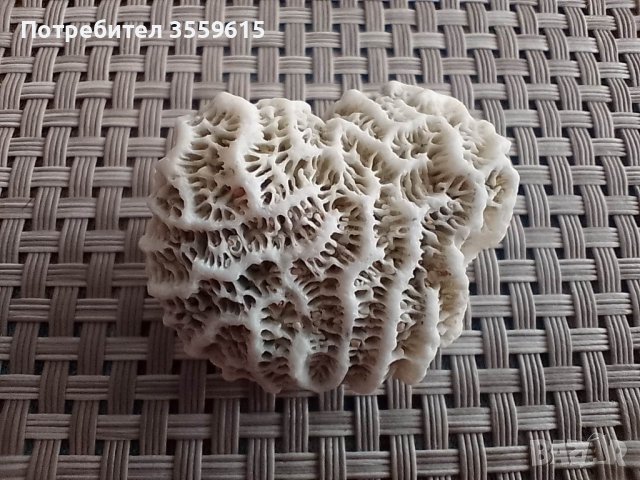 морски корал от остров Ко Тао, снимка 2 - Оборудване за аквариуми - 40827511