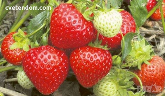 РАЗСАД ЯГОДИ, снимка 3 - Разсади - 53741804