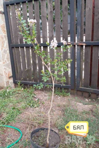 Продавам Индийски Люляк / Lagerstroemia Indica, снимка 8 - Други - 51319137