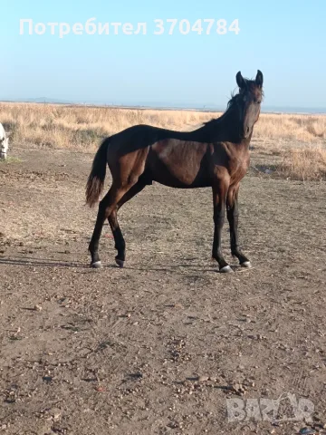 Продавам дунавче, снимка 2 - Коне - 56399724