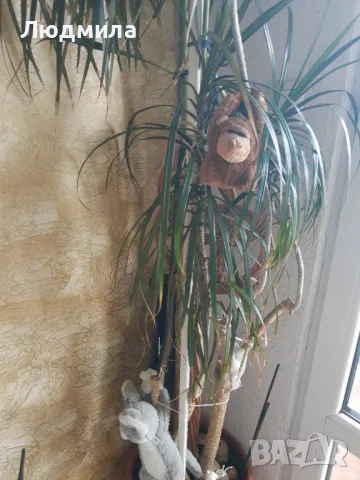 Палма,Драцена,голяма,многогодишна,Прекрасна,Уникална, снимка 7 - Стайни растения - 50223141